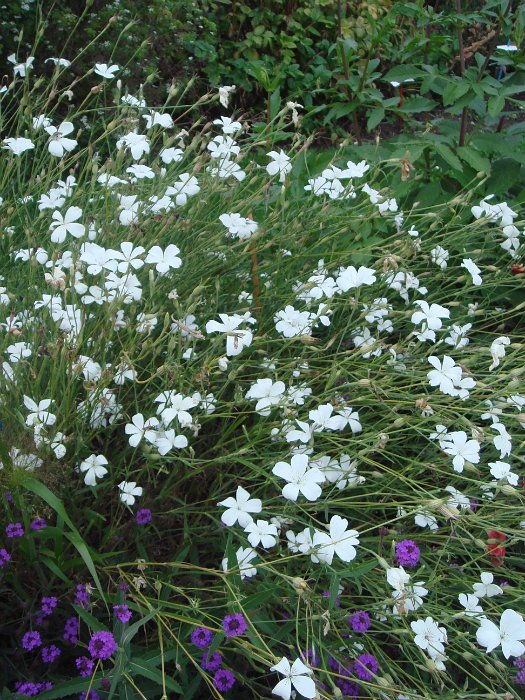 Agrostemma githago 'Ocean Pearl' (2)